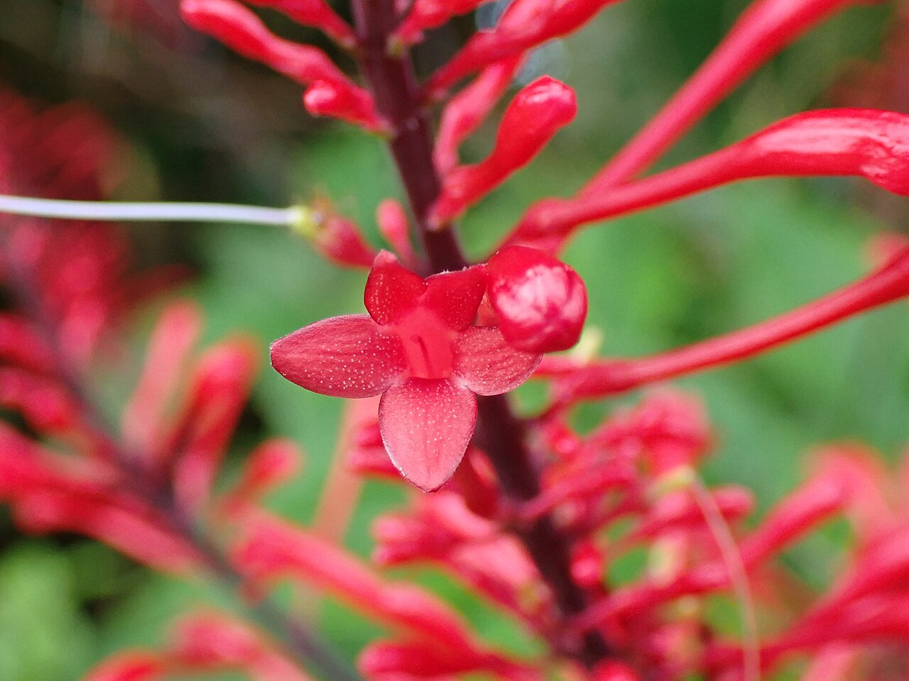Firespike (Odontonema strictum)