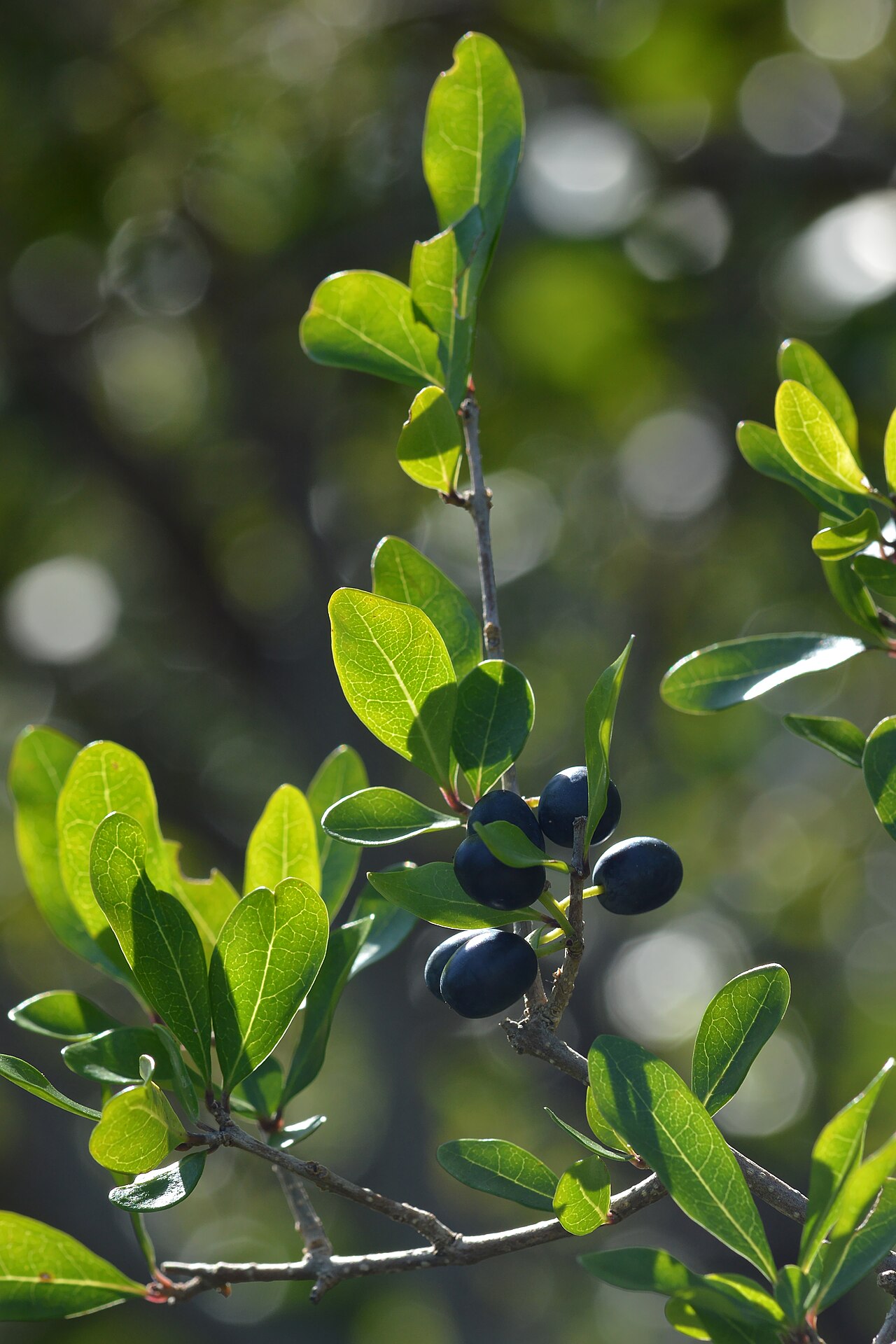 Florida Privet, Forestiera segregata