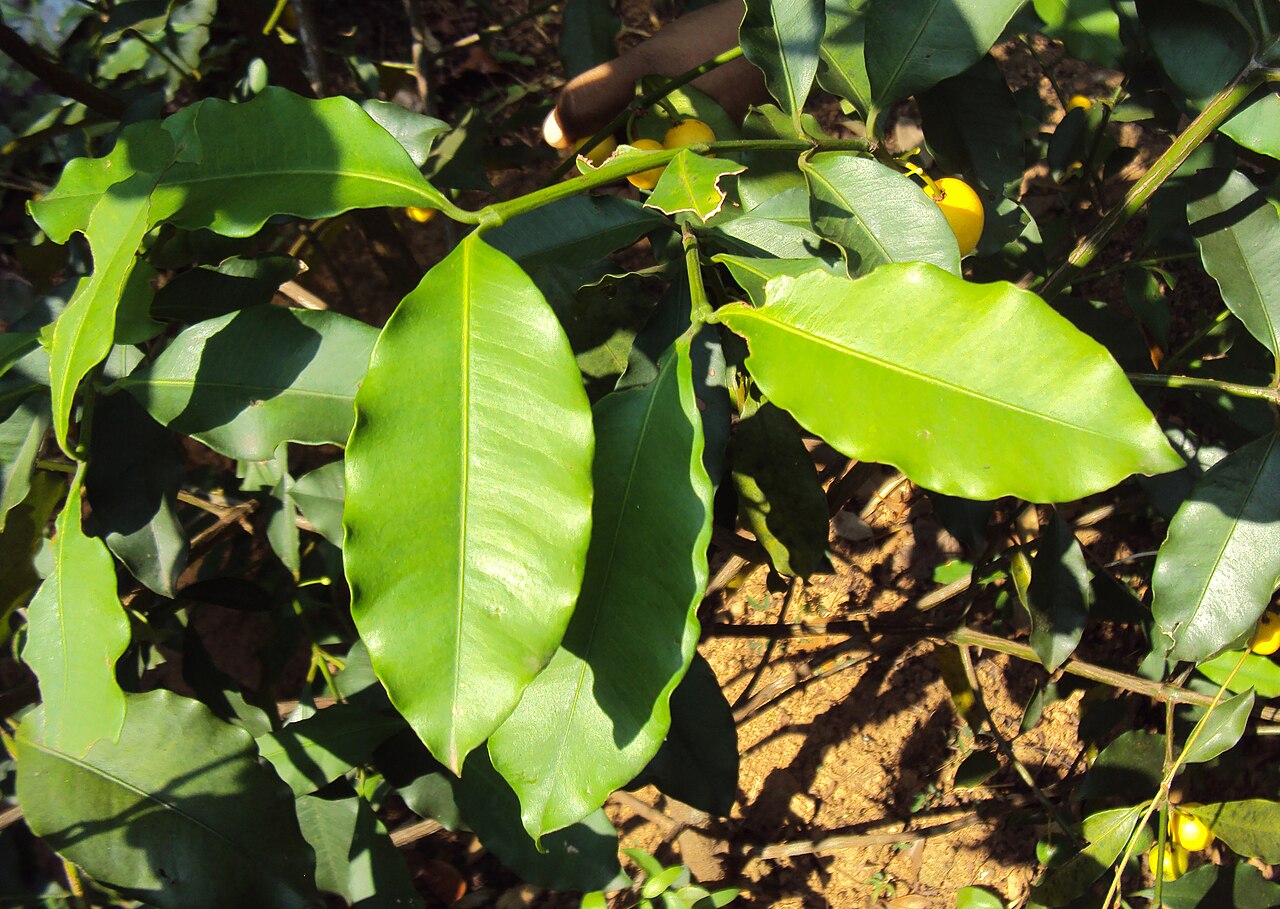 Garcinia (multiple species)
