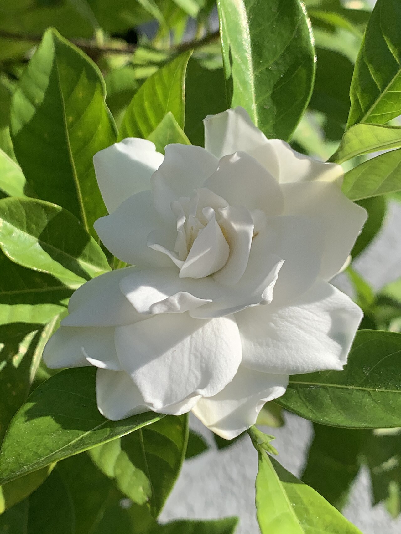 Gardenia