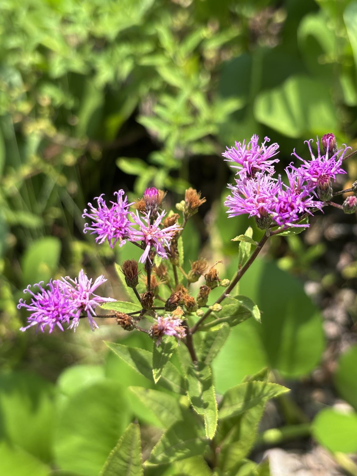 Giant Ironweed
