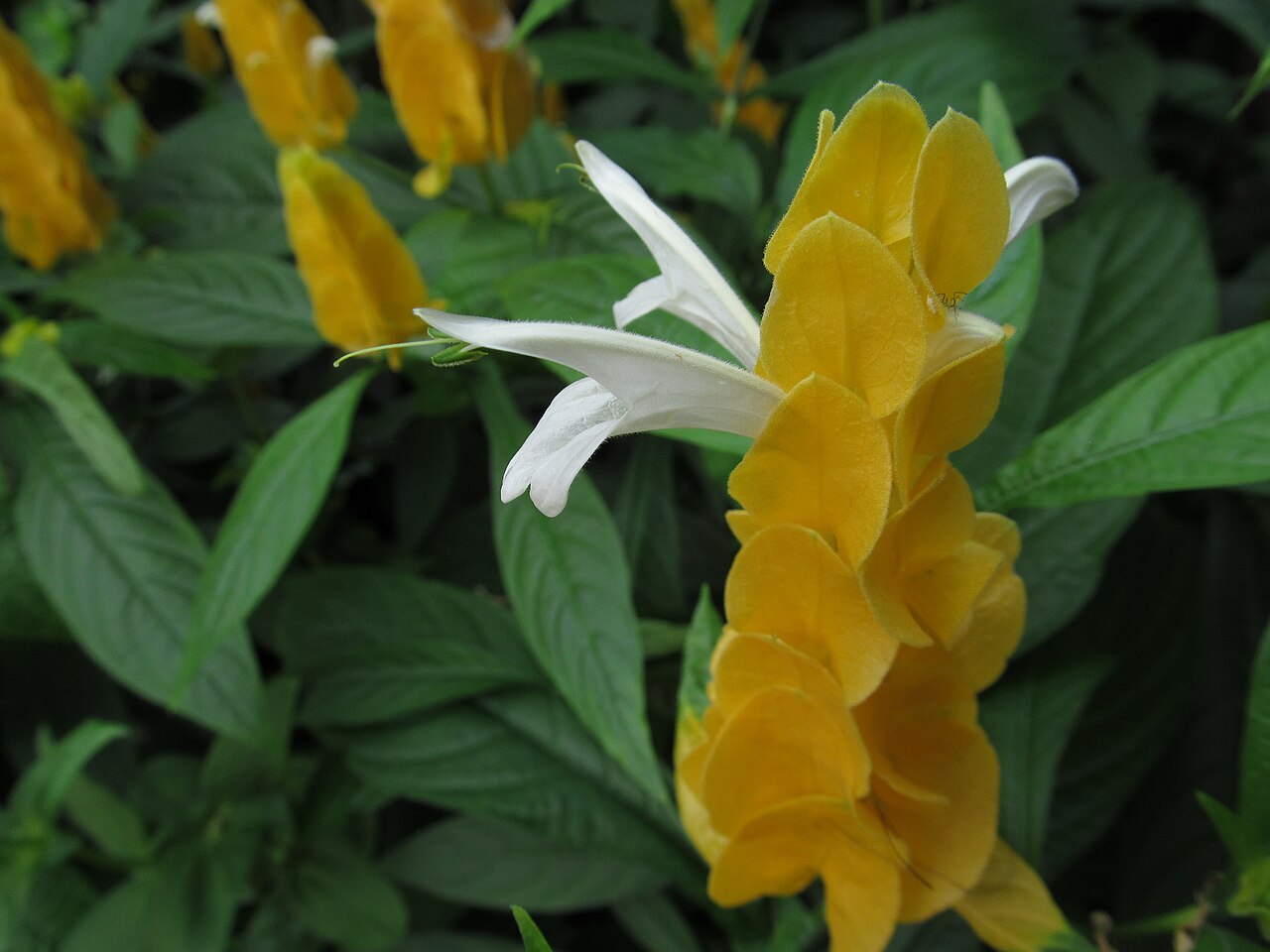 Golden Shrimp Plant (Pachystachys lutea)