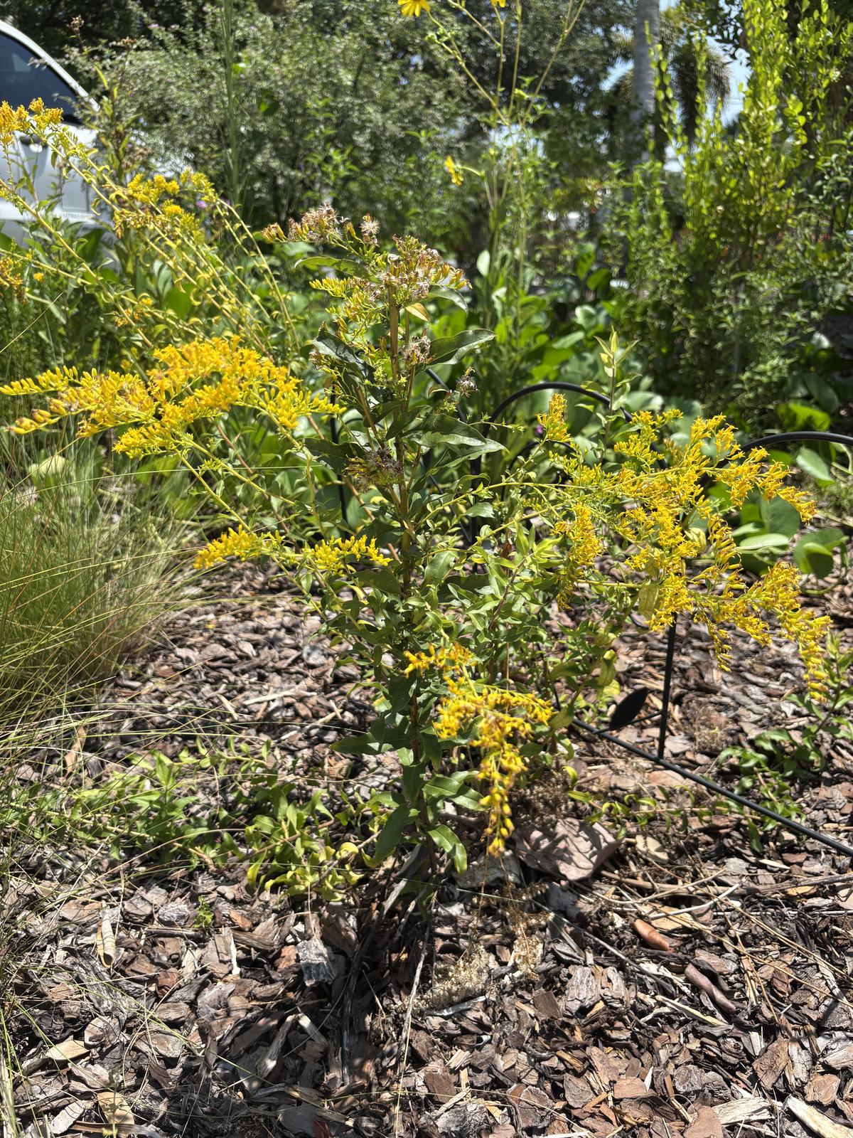 Goldenrod
