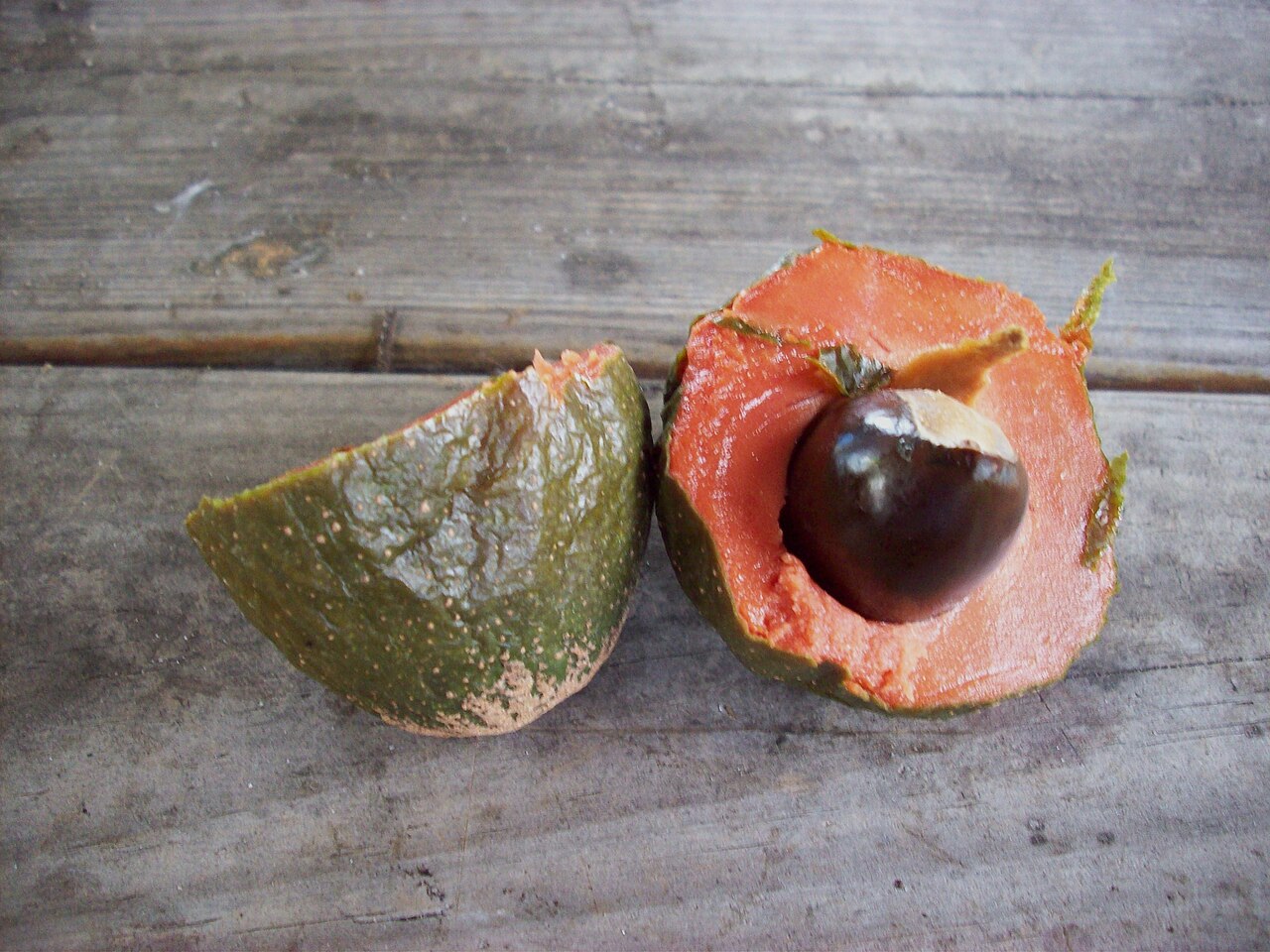 Green Sapote, Pouteria viridis