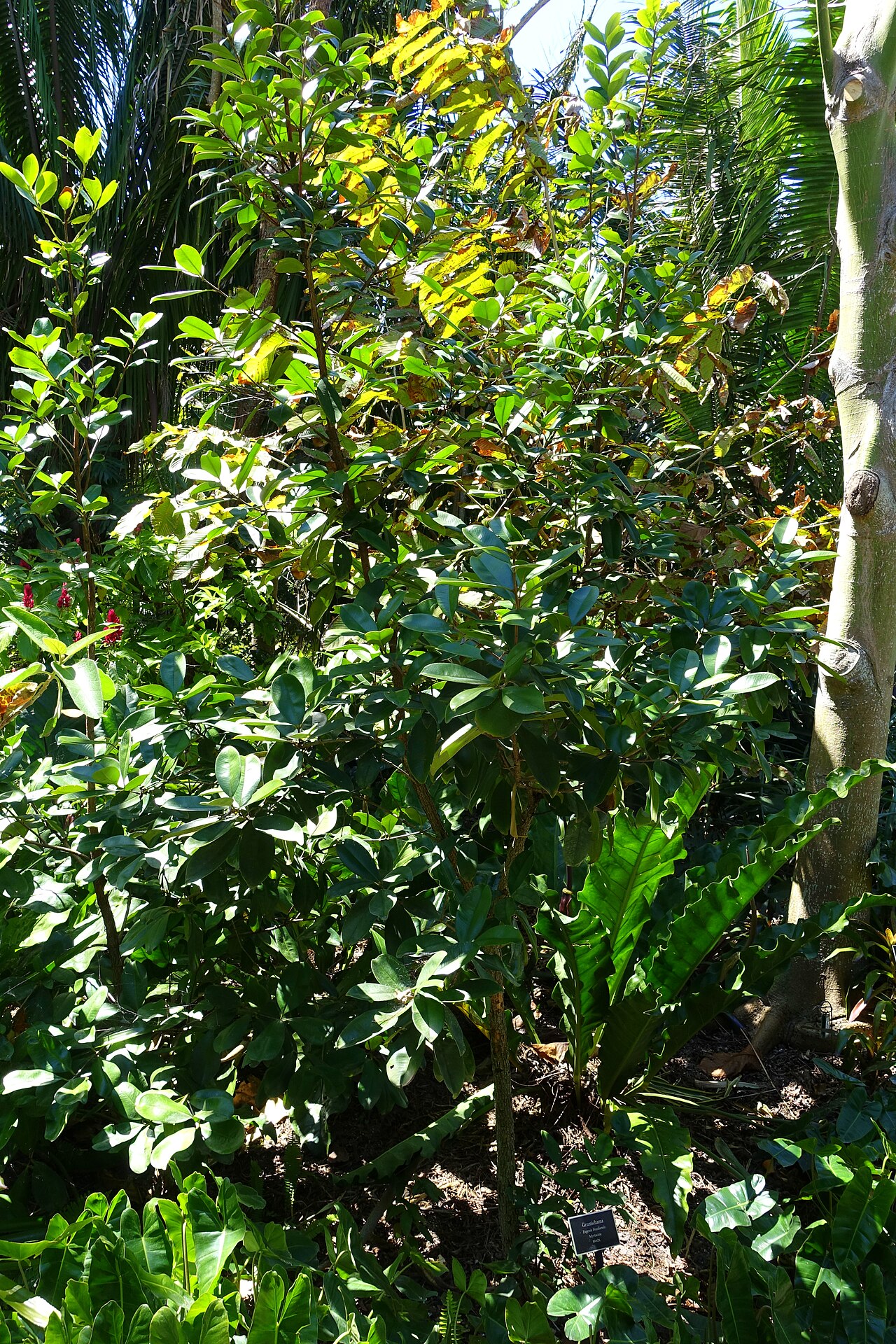 Grumichama, Eugenia brasiliensis