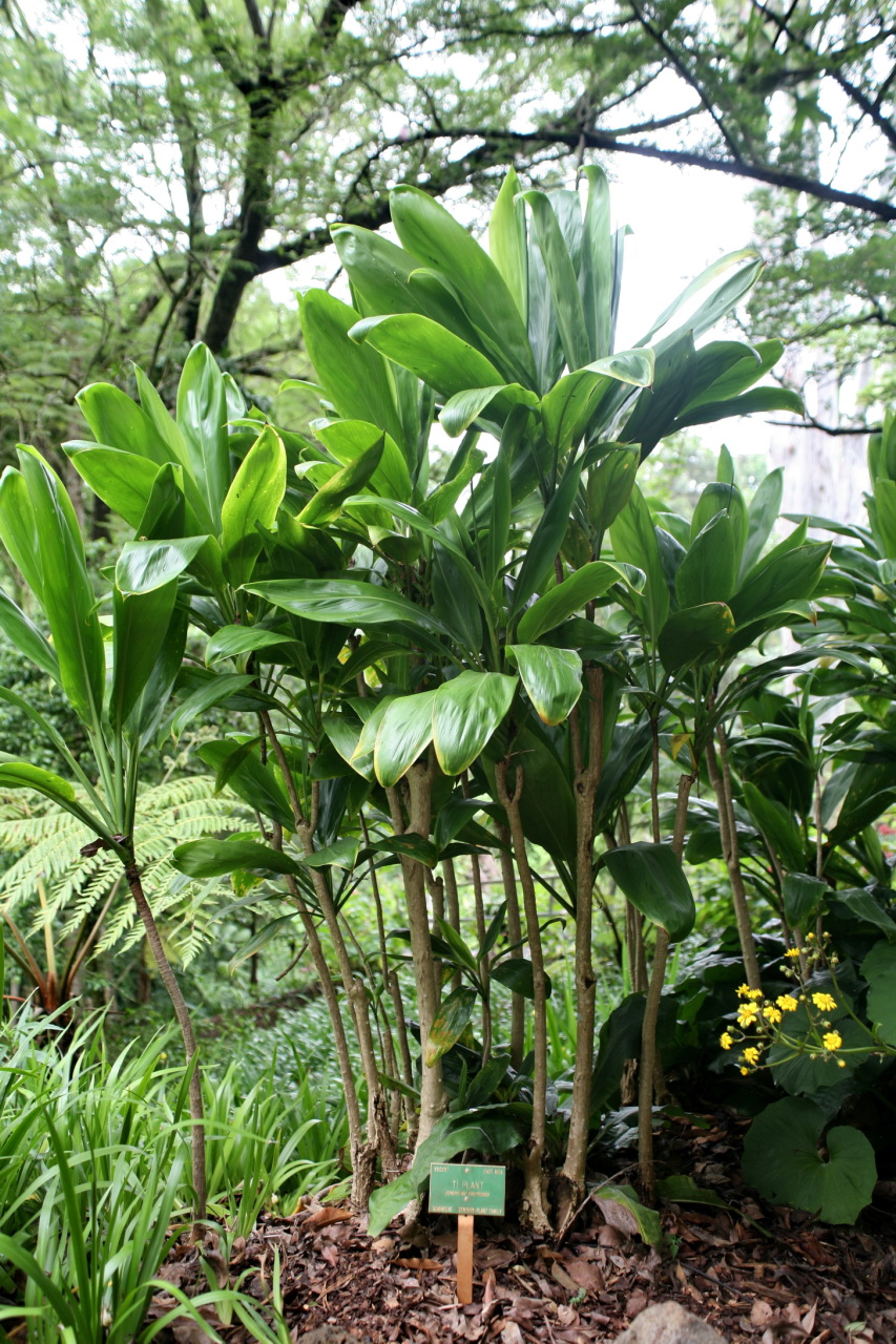 Hawaiian Ti Plant (Cordyline fruticosa)