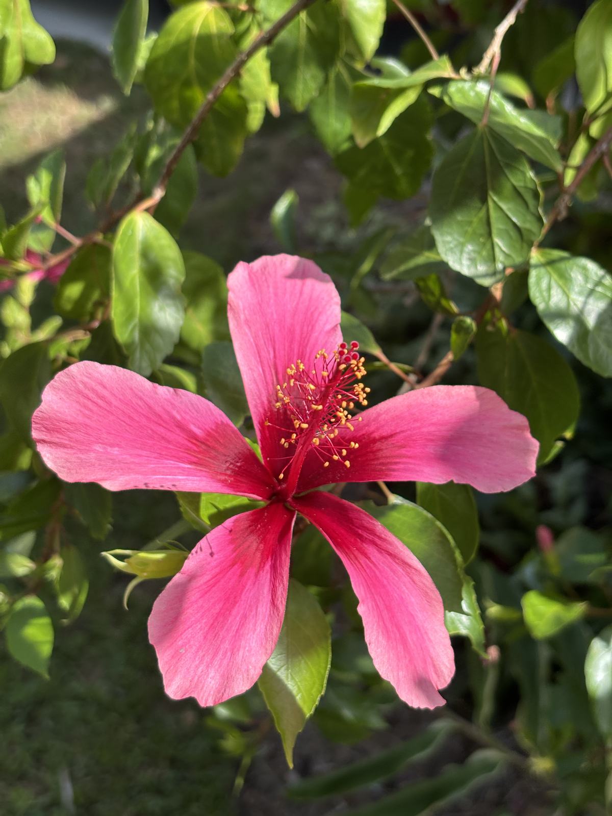 Hibiscus