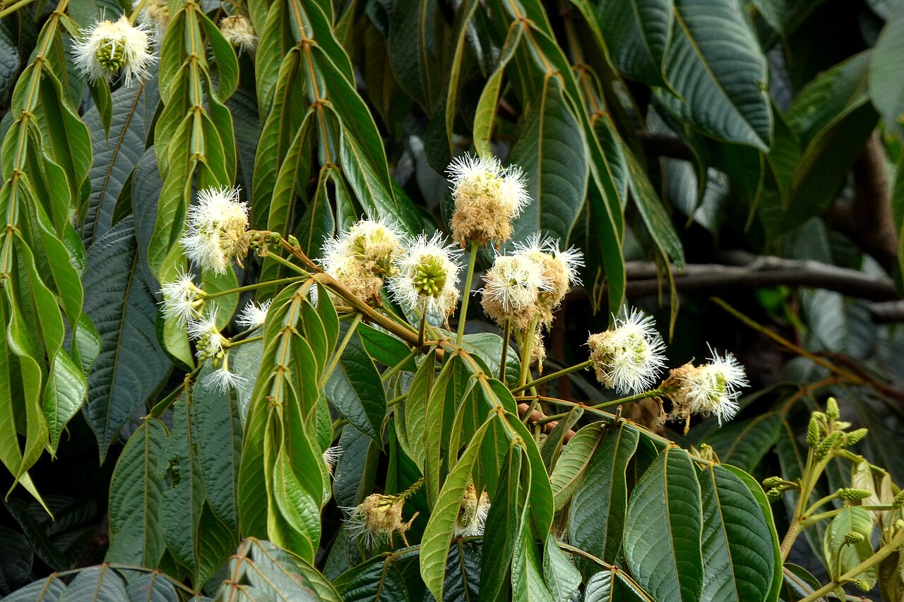 Ice Cream Bean (Inga edulis), Inga edulis