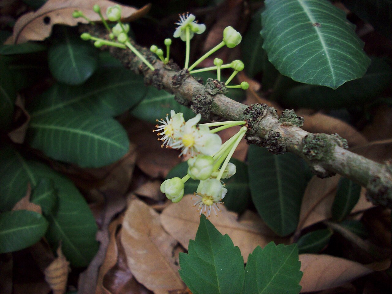 Imbe, Garcinia livingstonei