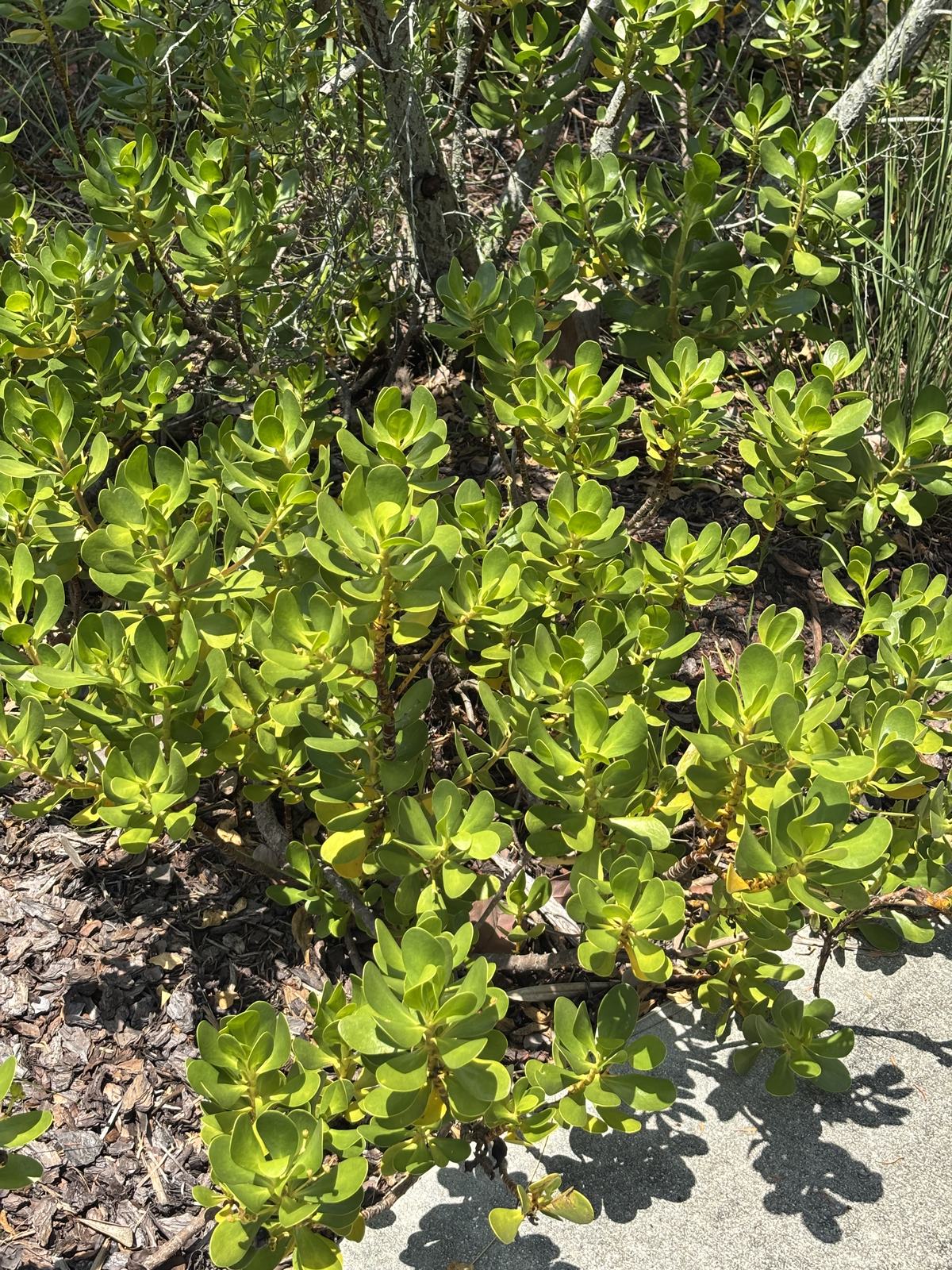 Inkberry (Scaevola plumieri)