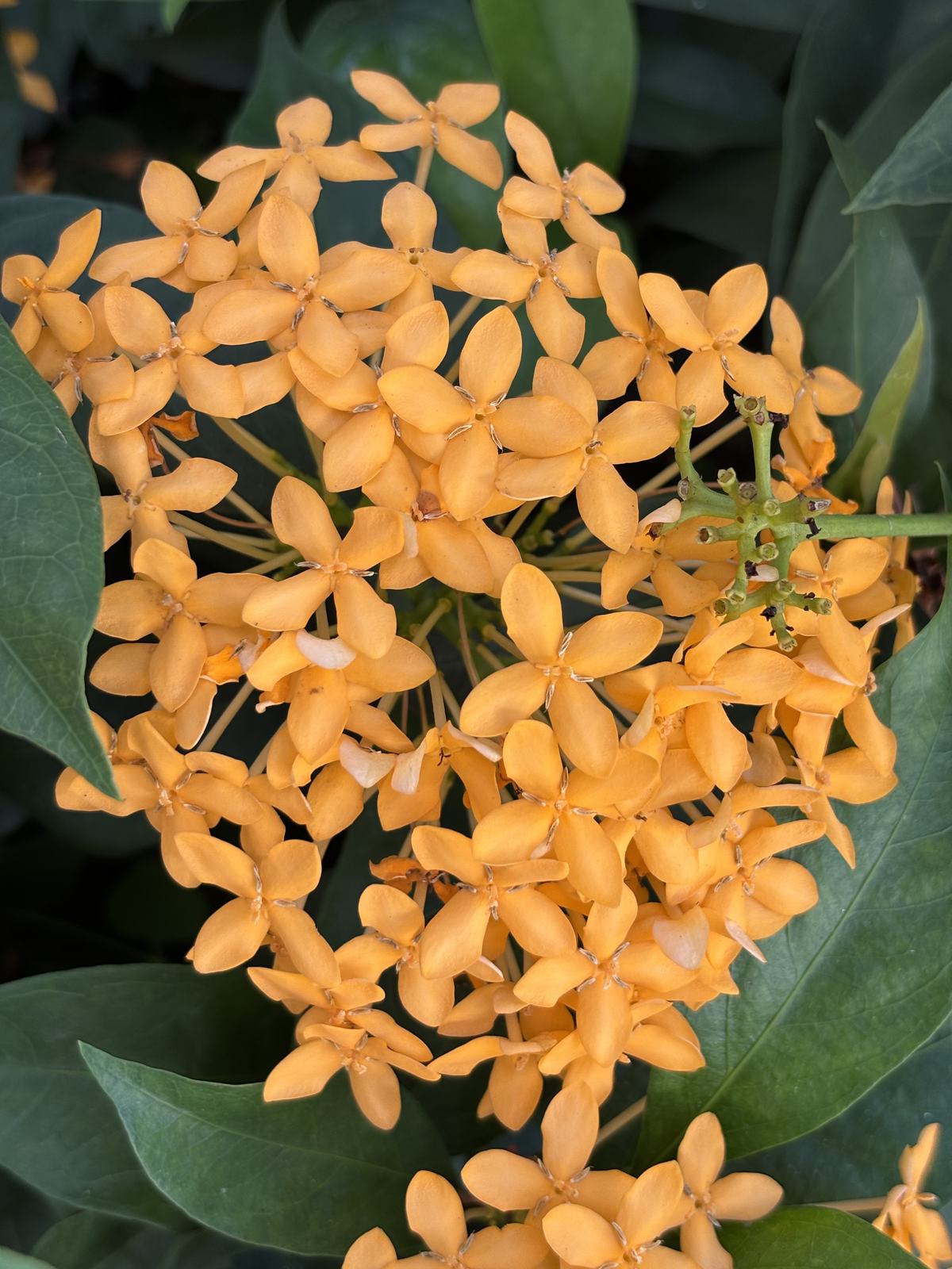 Ixora additional photo