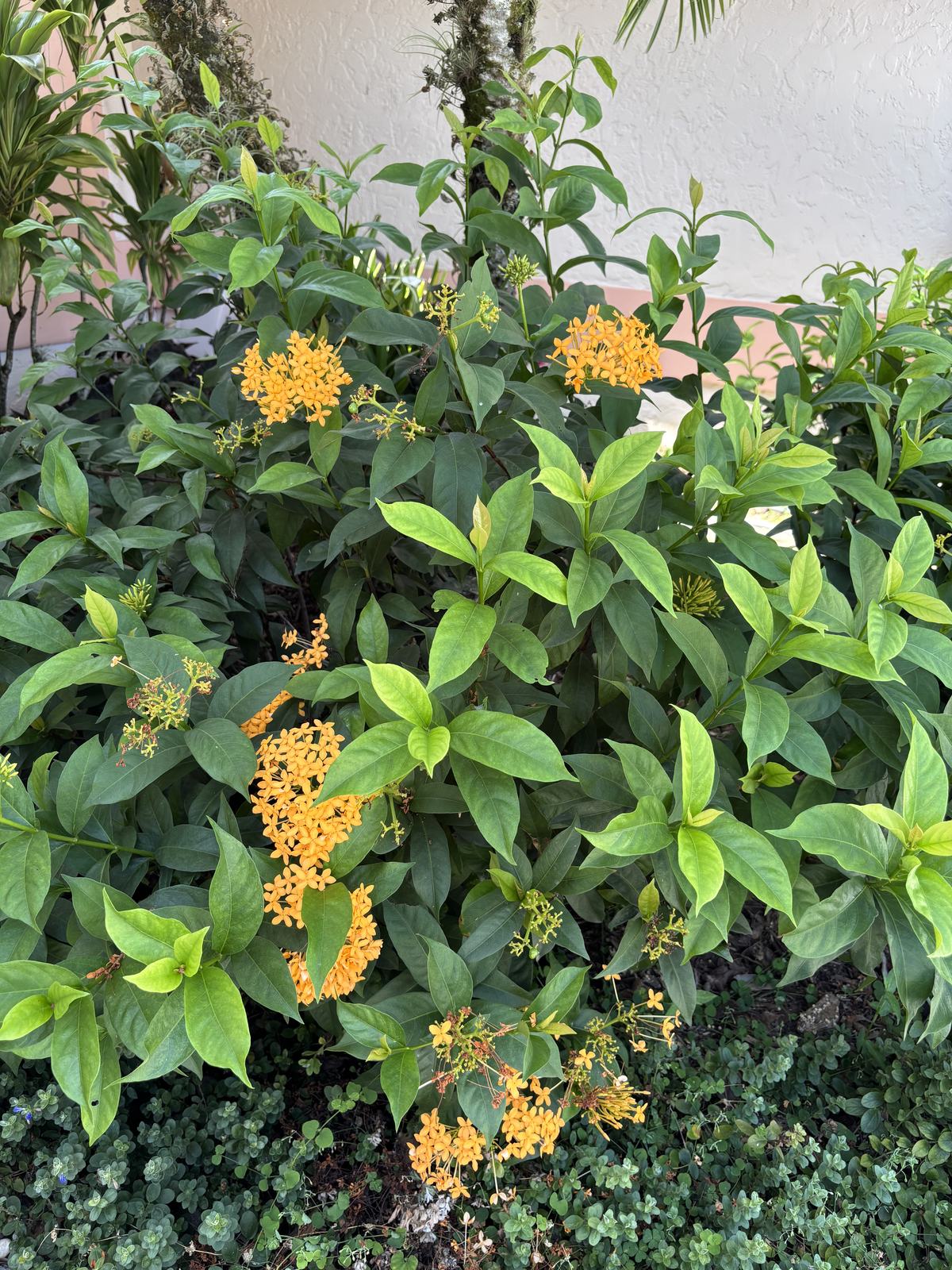 Ixora