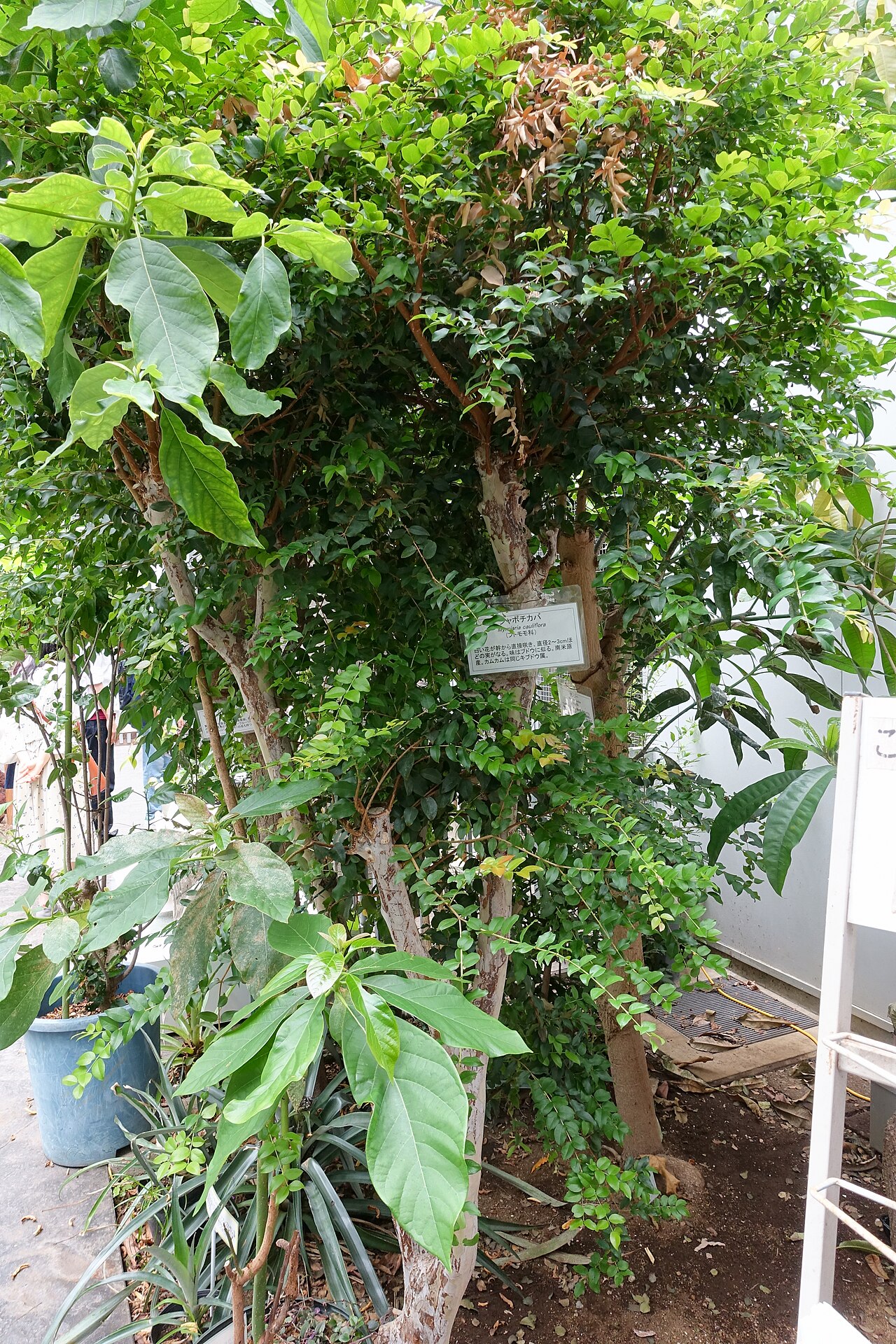 Jaboticaba (multiple varieties), Plinia cauliflora and related species