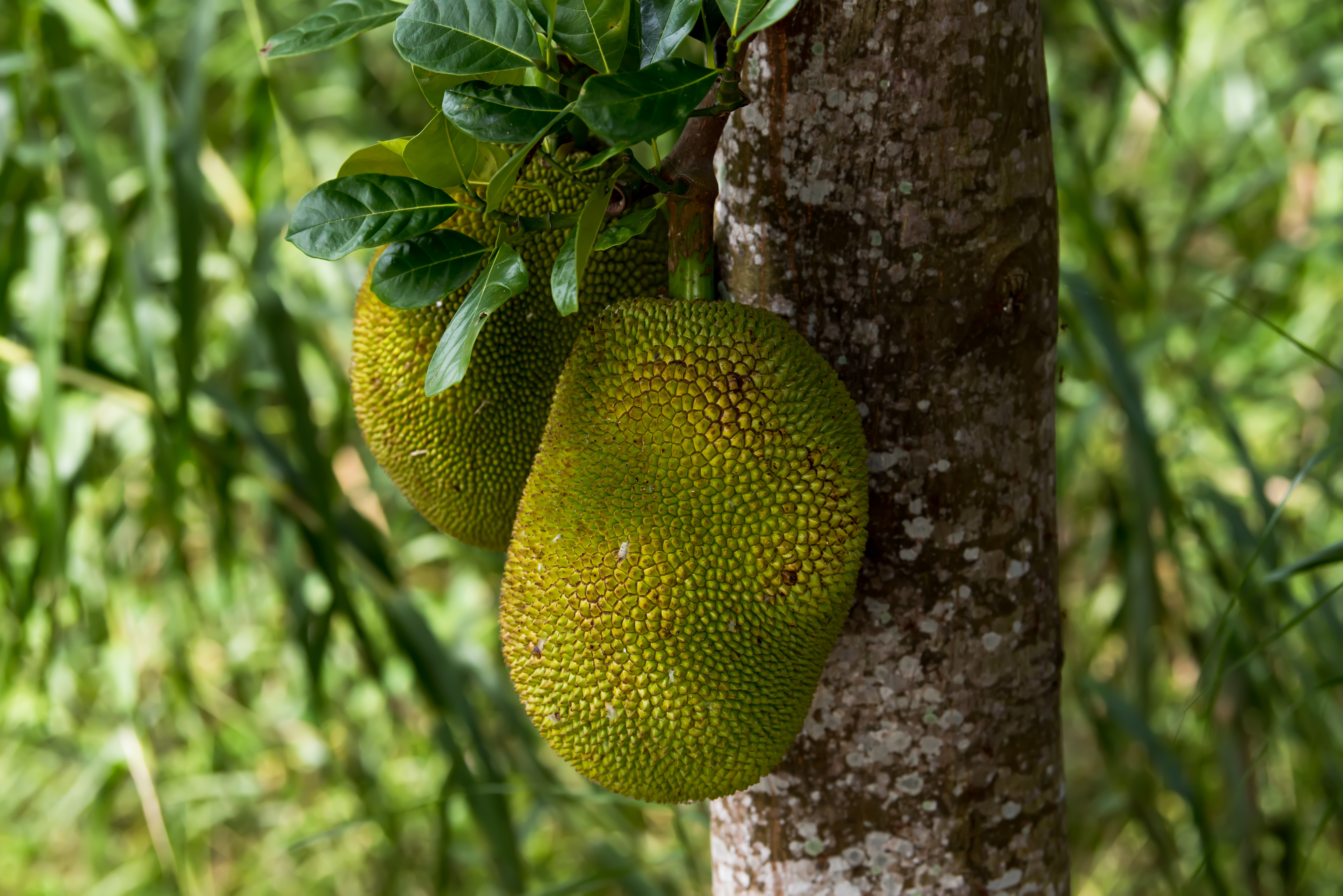 Jackfruit, Artocarpus heterophyllus