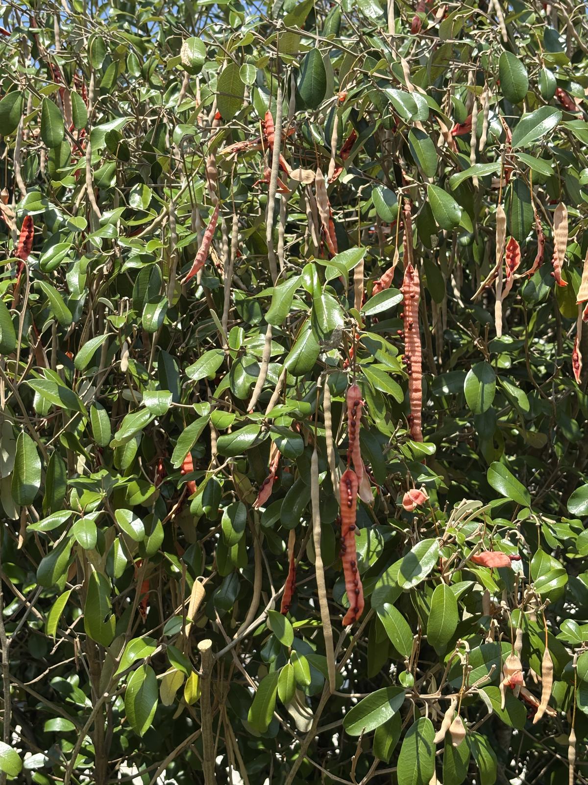 Jamaican Caper additional photo