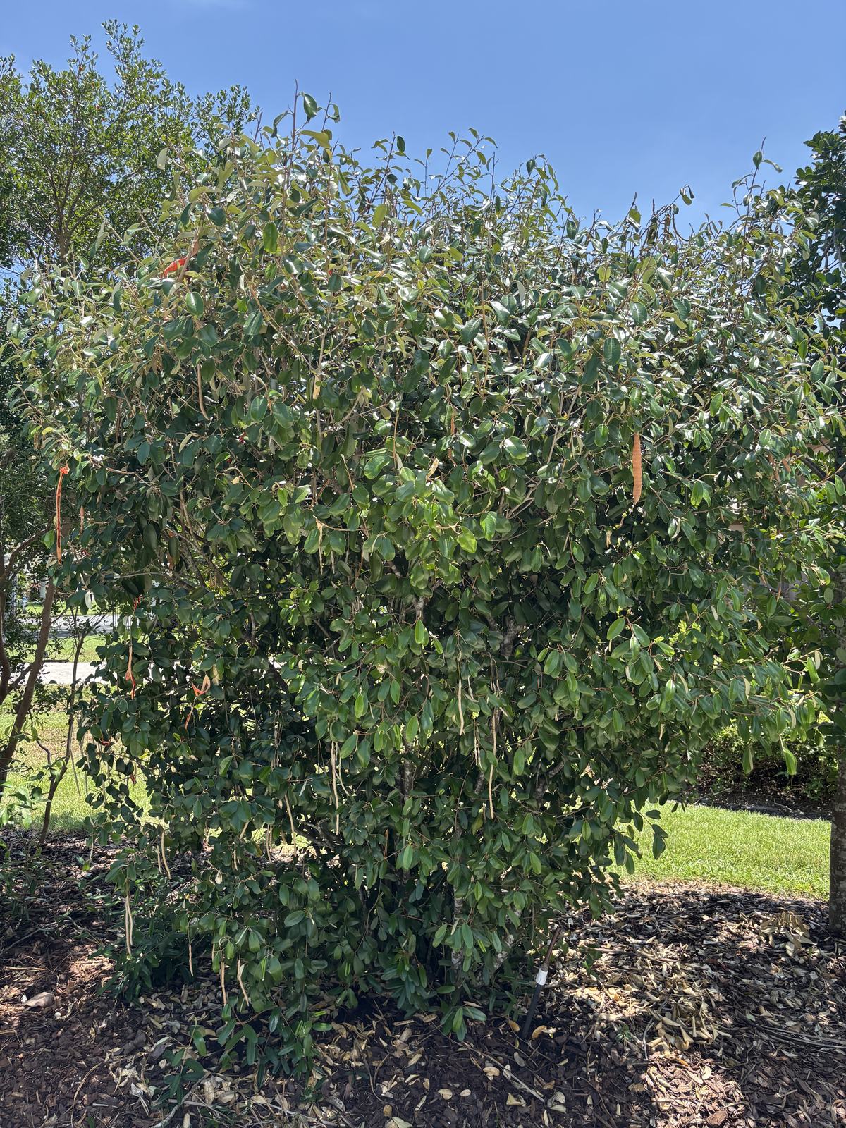 Jamaican Caper, Quadrella jamaicensis