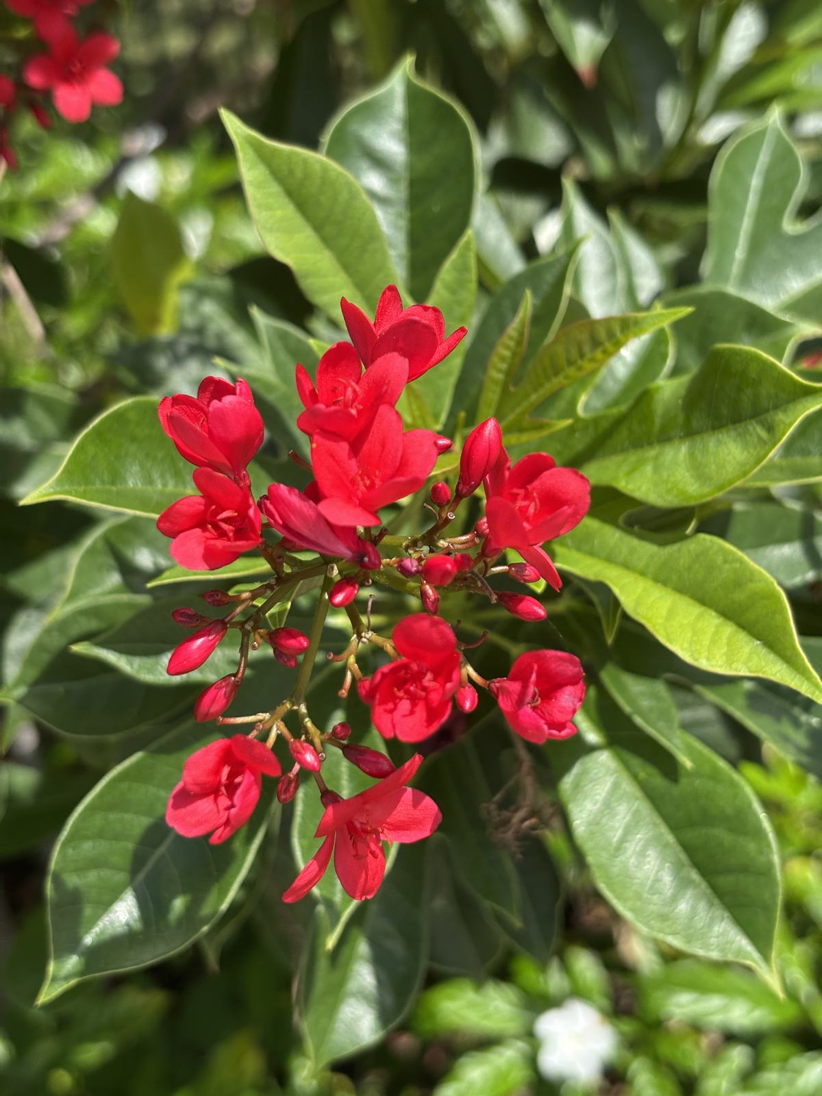 Jatropha (Jatropha integerrima) additional photo
