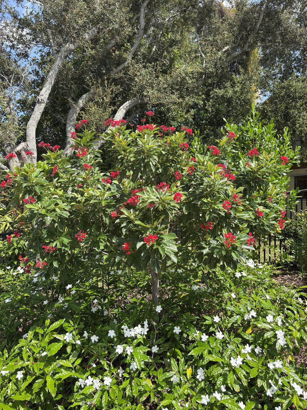 Jatropha (Jatropha integerrima)