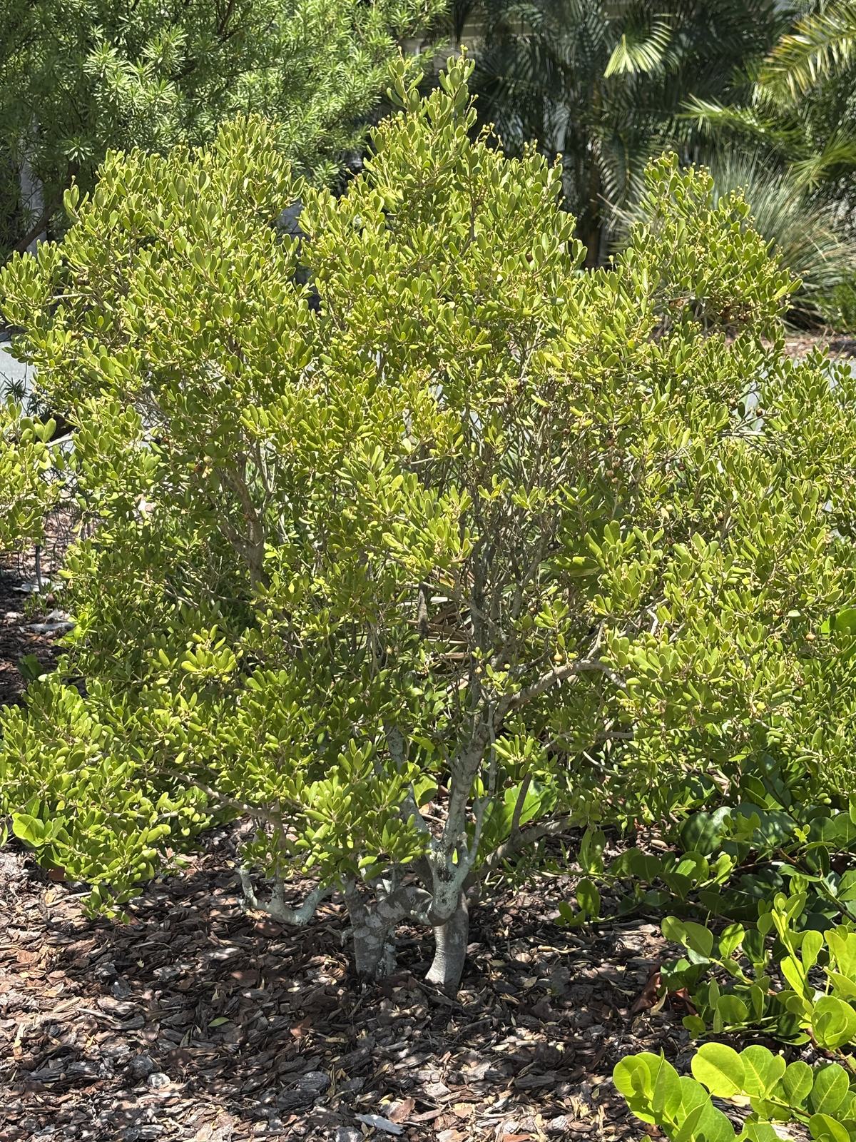 Joewood (Jacquinia keyensis)