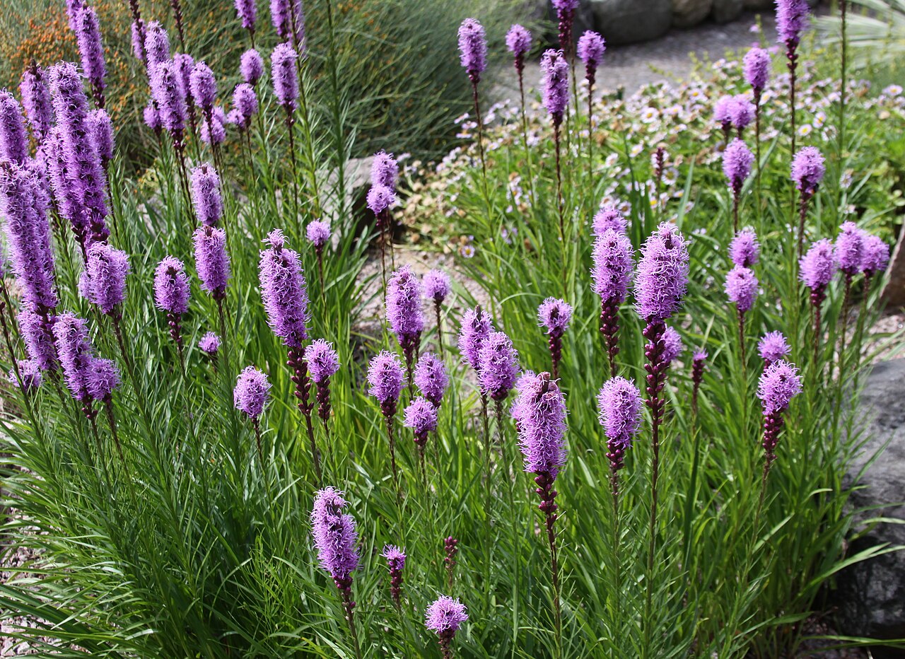 Liatris