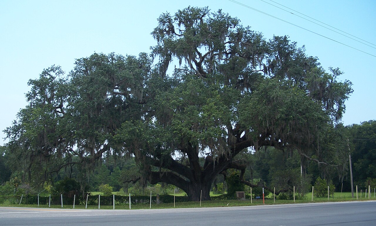 Live Oak, Quercus virginiana