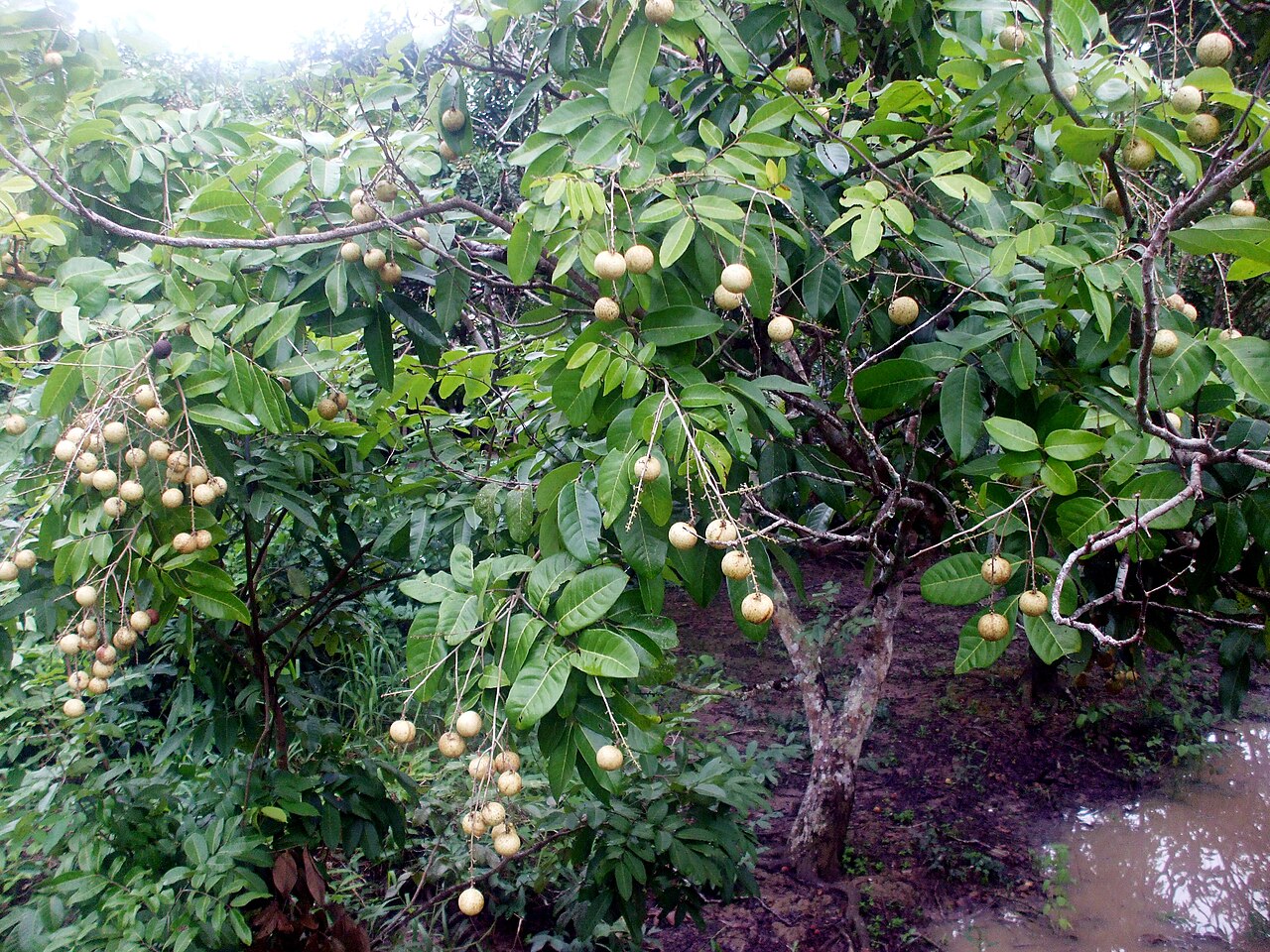 Longan, Dimocarpus longan
