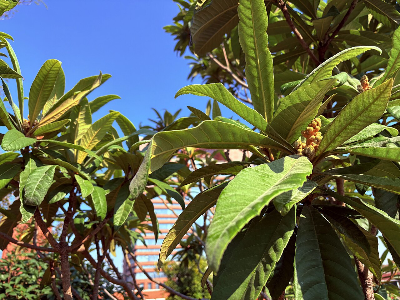 Loquat, Eriobotrya japonica