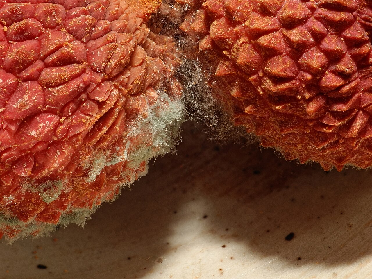 Lychee, Litchi chinensis