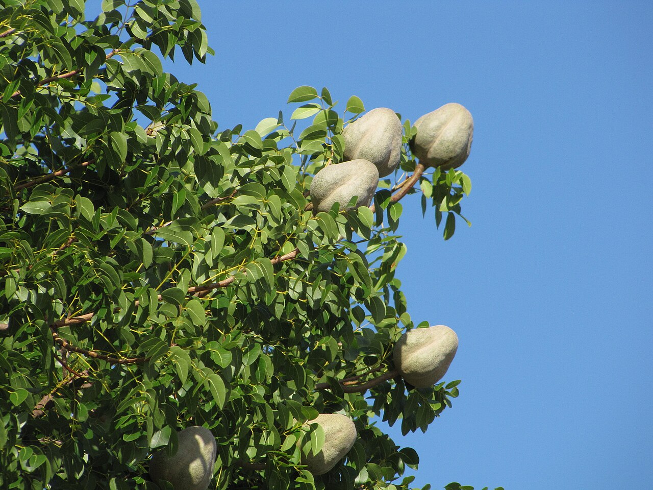Mahogany, Swietenia mahagoni