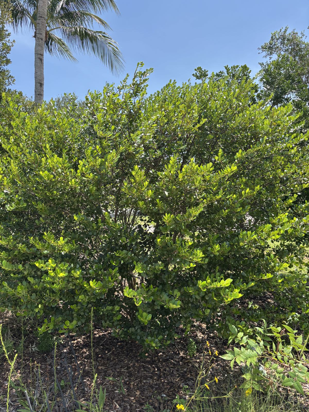 Maidenbush, Savia bahamensis