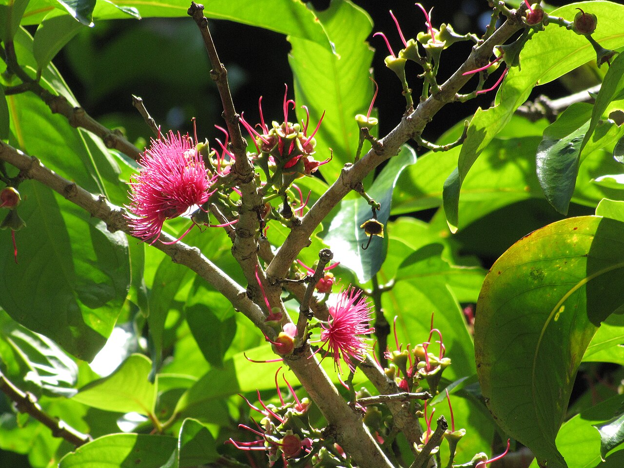 Malay Apple, Syzygium malaccense
