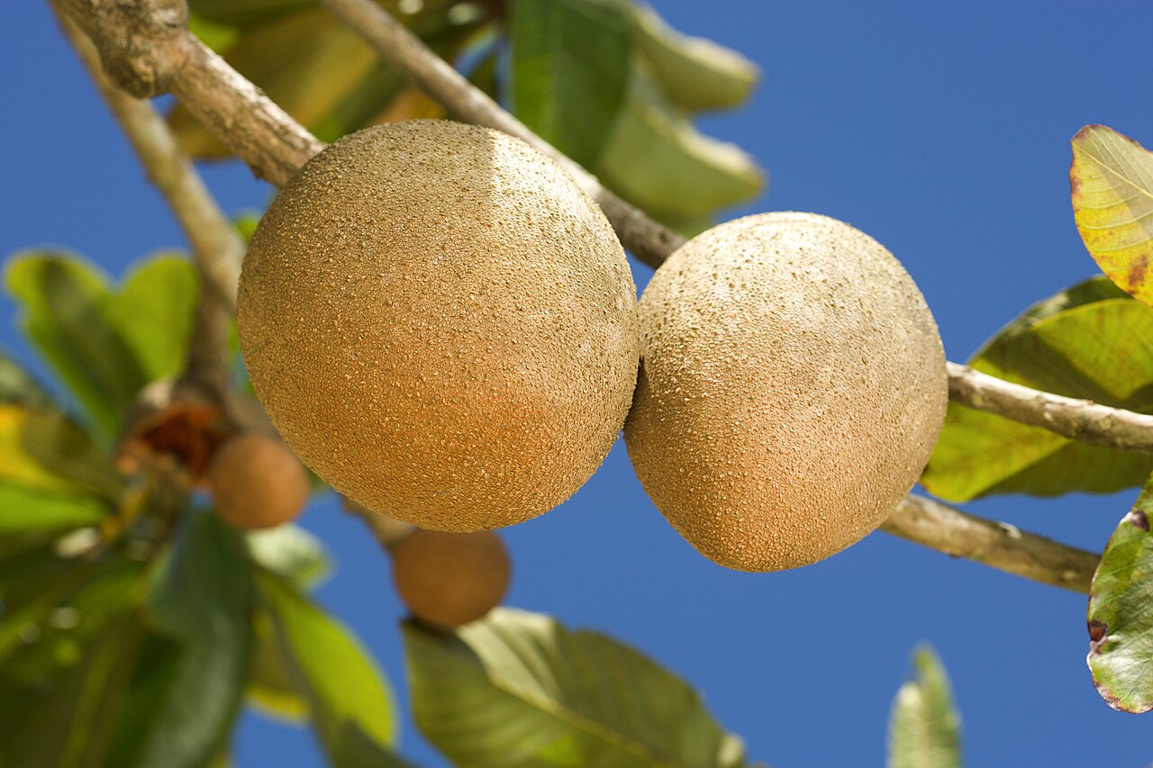 Mamey Sapote, Pouteria sapota