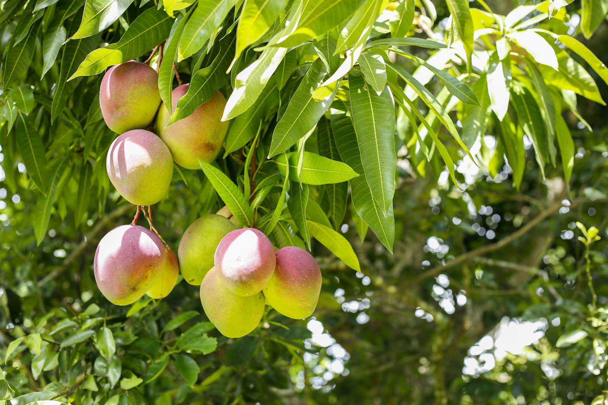 Mango, Mangifera indica
