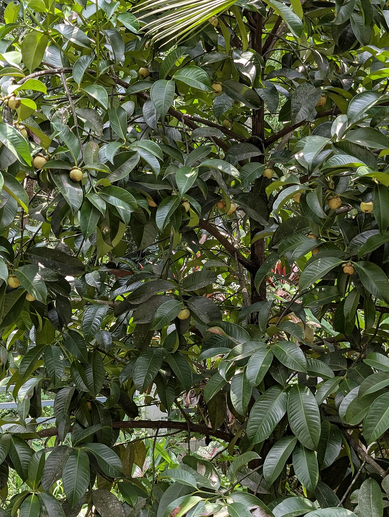 Mangosteen, Garcinia mangostana