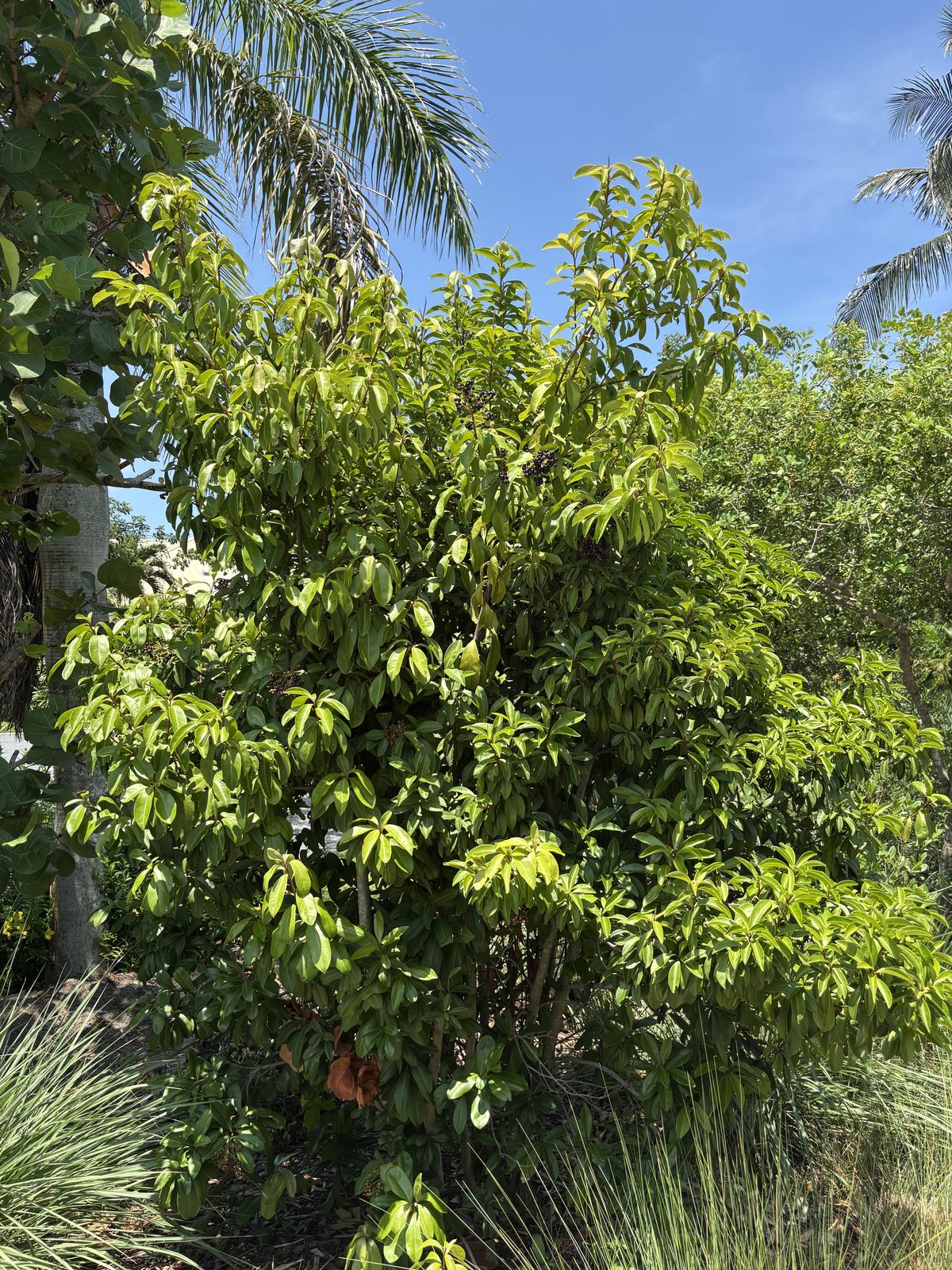 Marlberry, Ardisia escallonioides