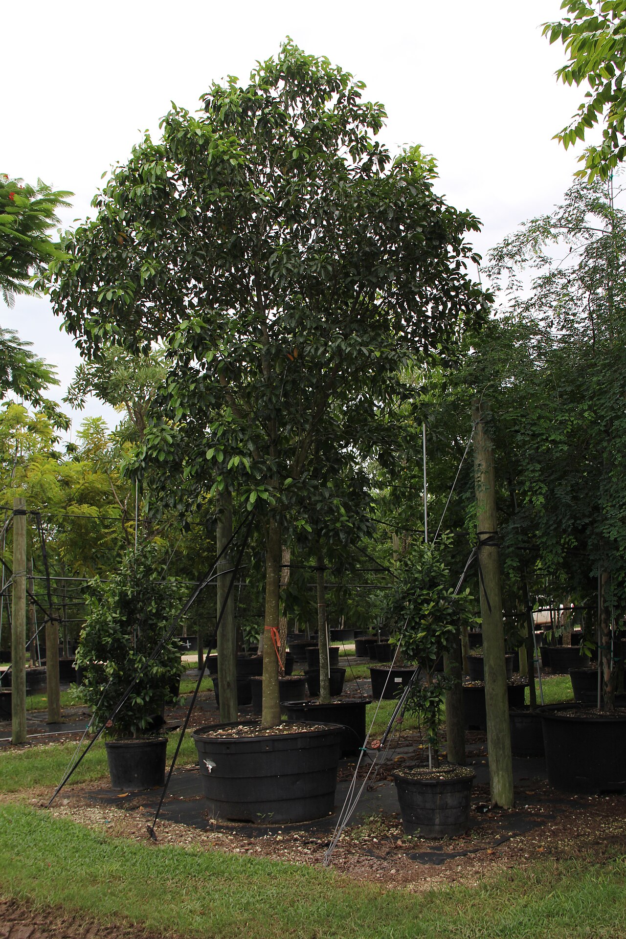 Mastic, Sideroxylon foetidissimum