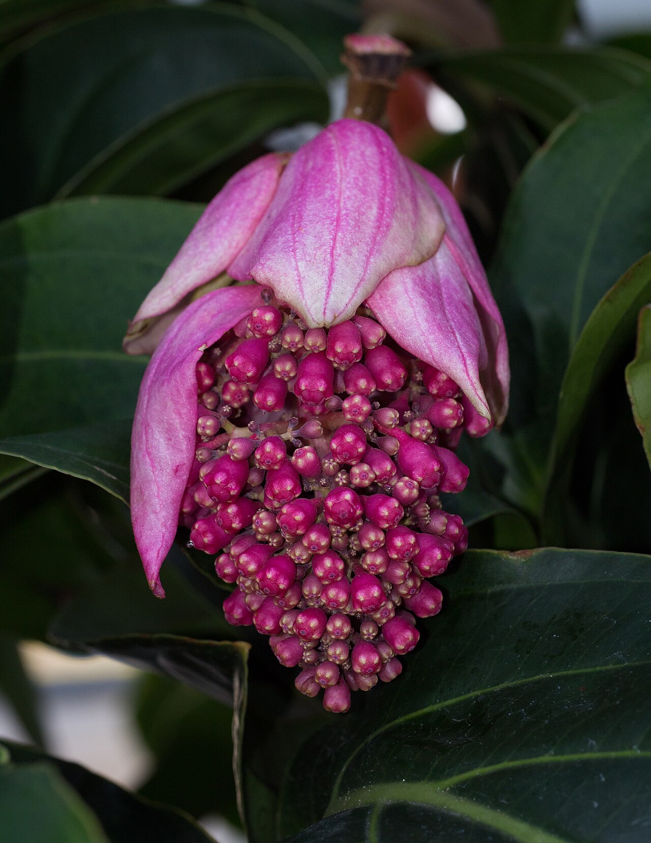 Medinilla (Medinilla magnifica)