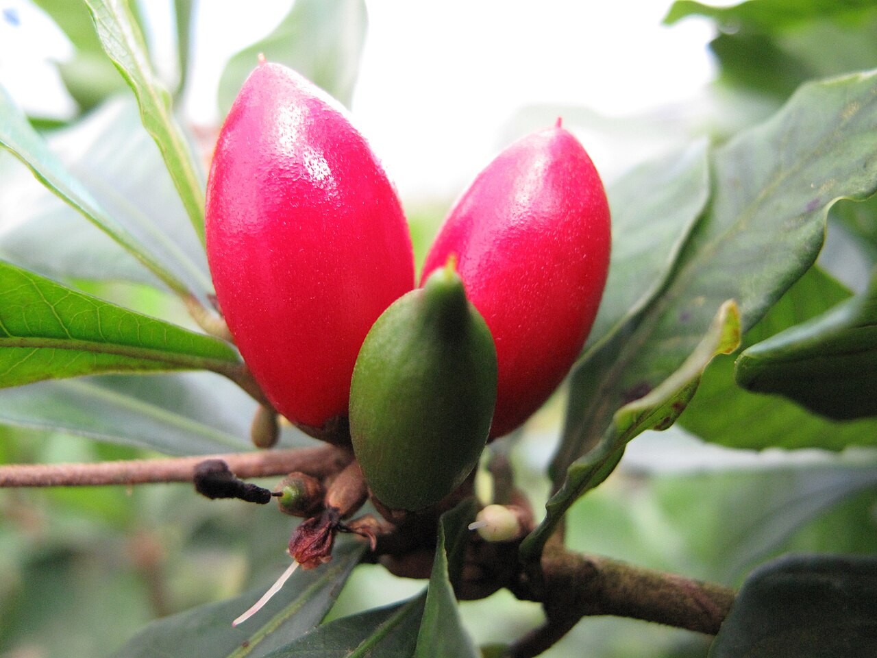Miracle Fruit, Synsepalum dulcificum