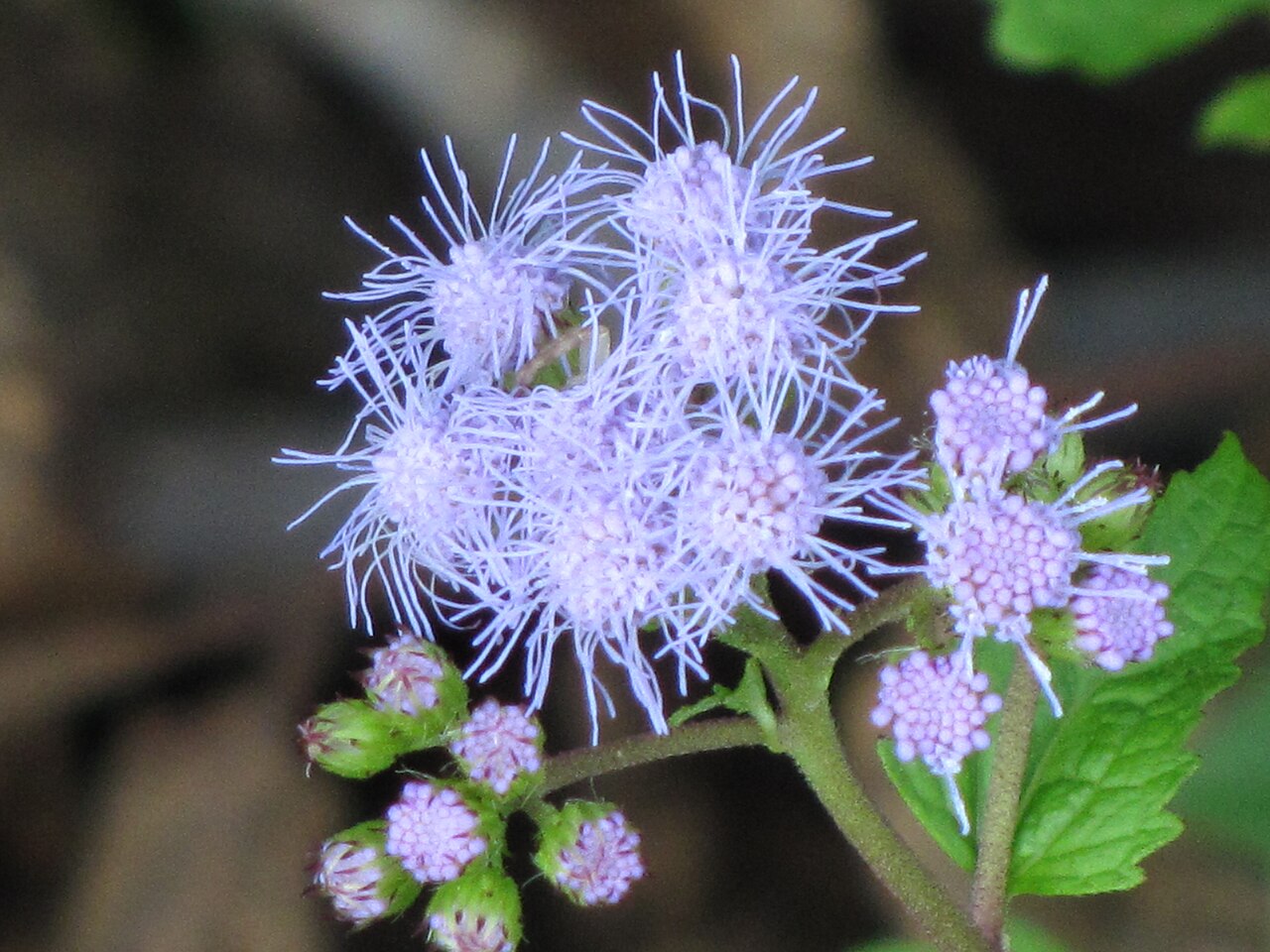 Mistflower
