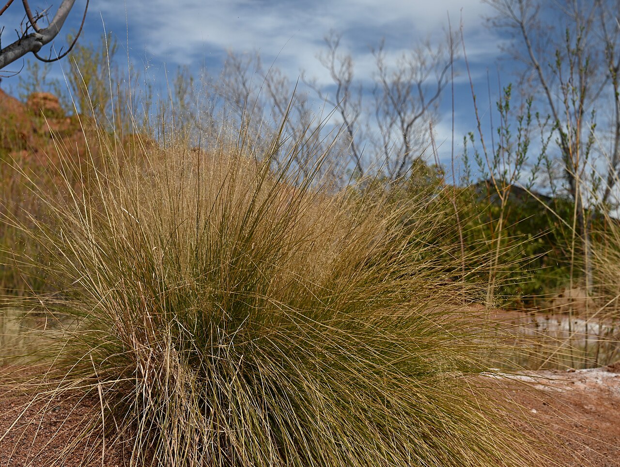 Muhly Grass, Muhlenbergia capillaris