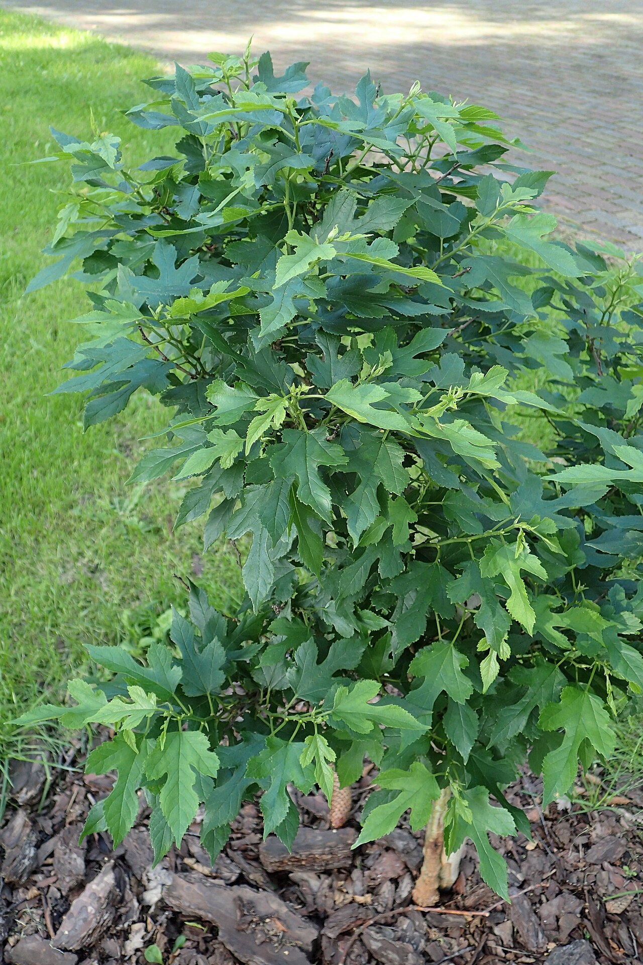 Mulberry, Morus rubra
