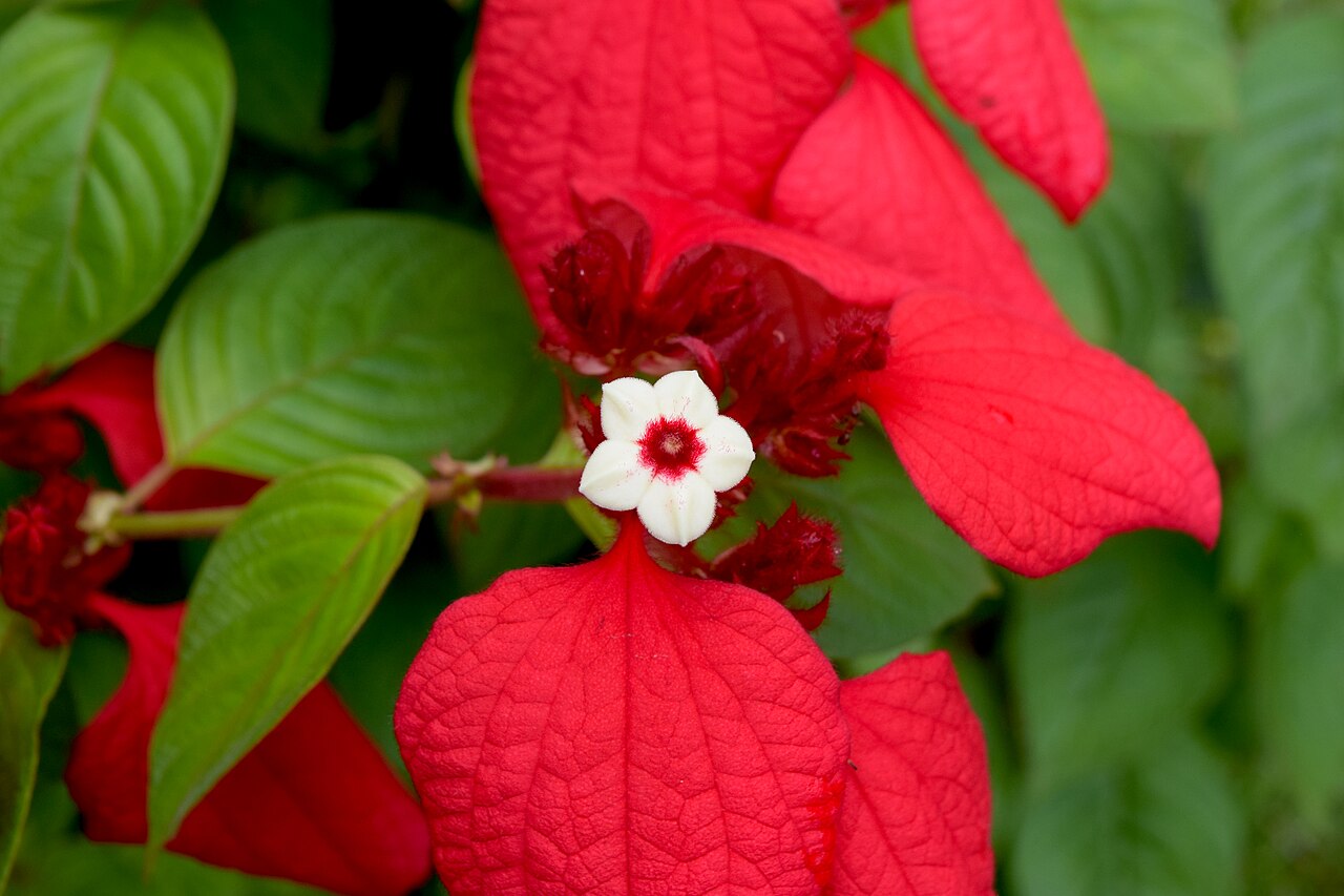 Mussaenda