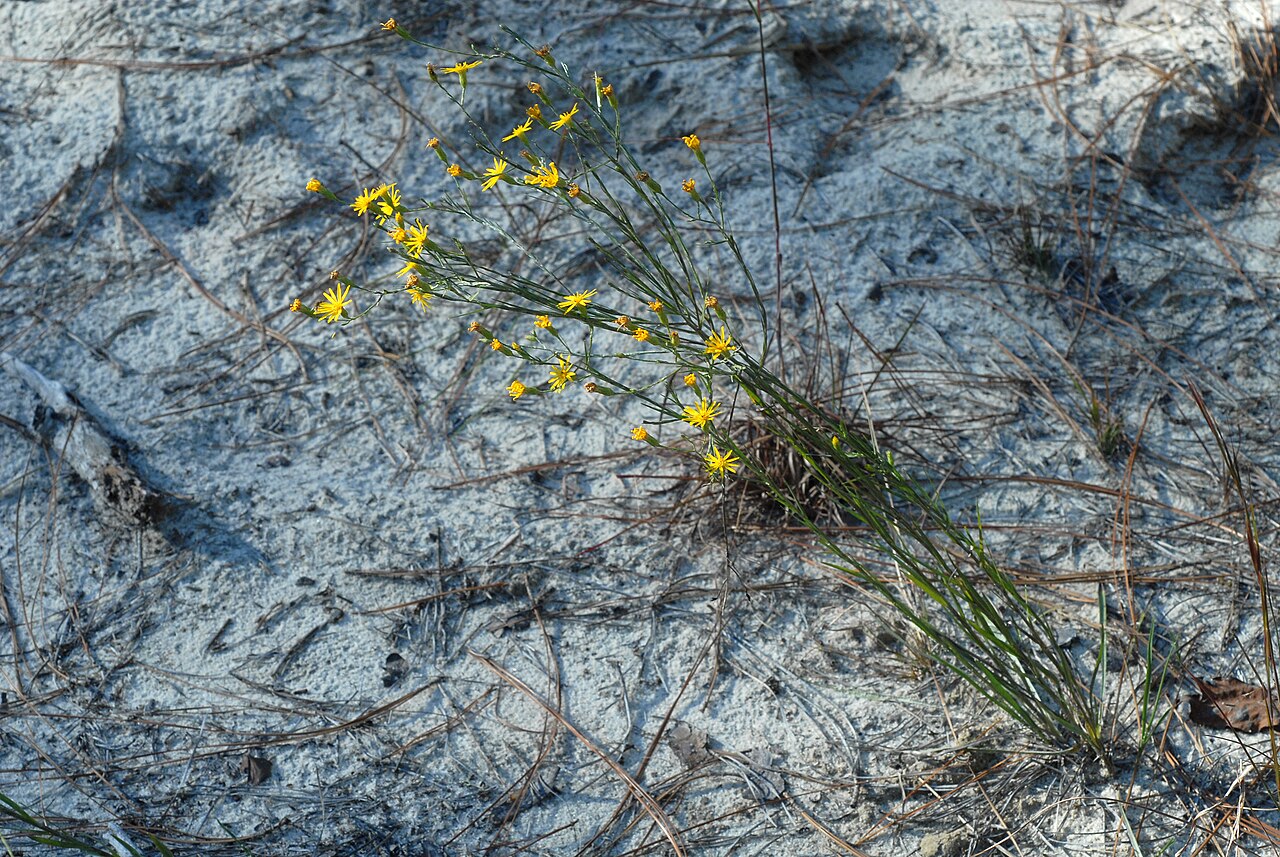 Narrowleaf Silkgrass