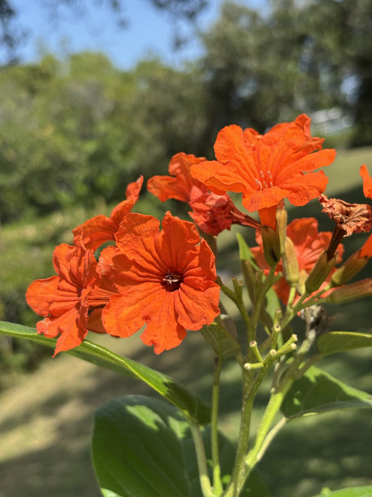 Orange Geiger additional photo