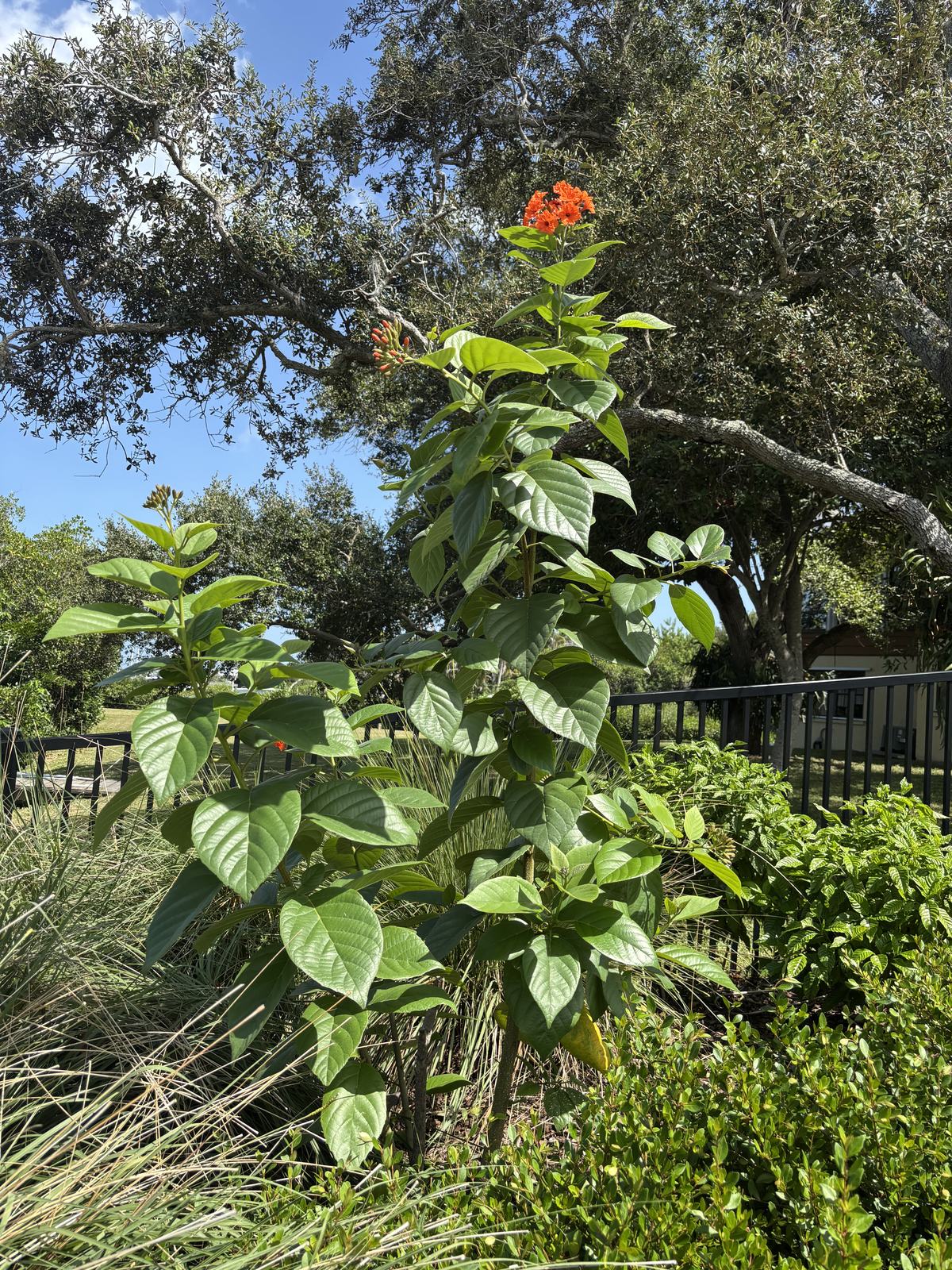 Orange Geiger