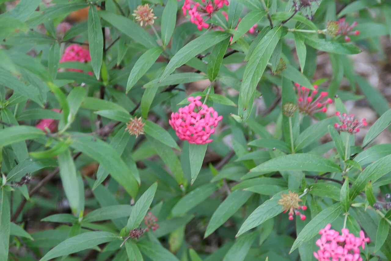 Panama Rose (Rondeletia leucophylla)