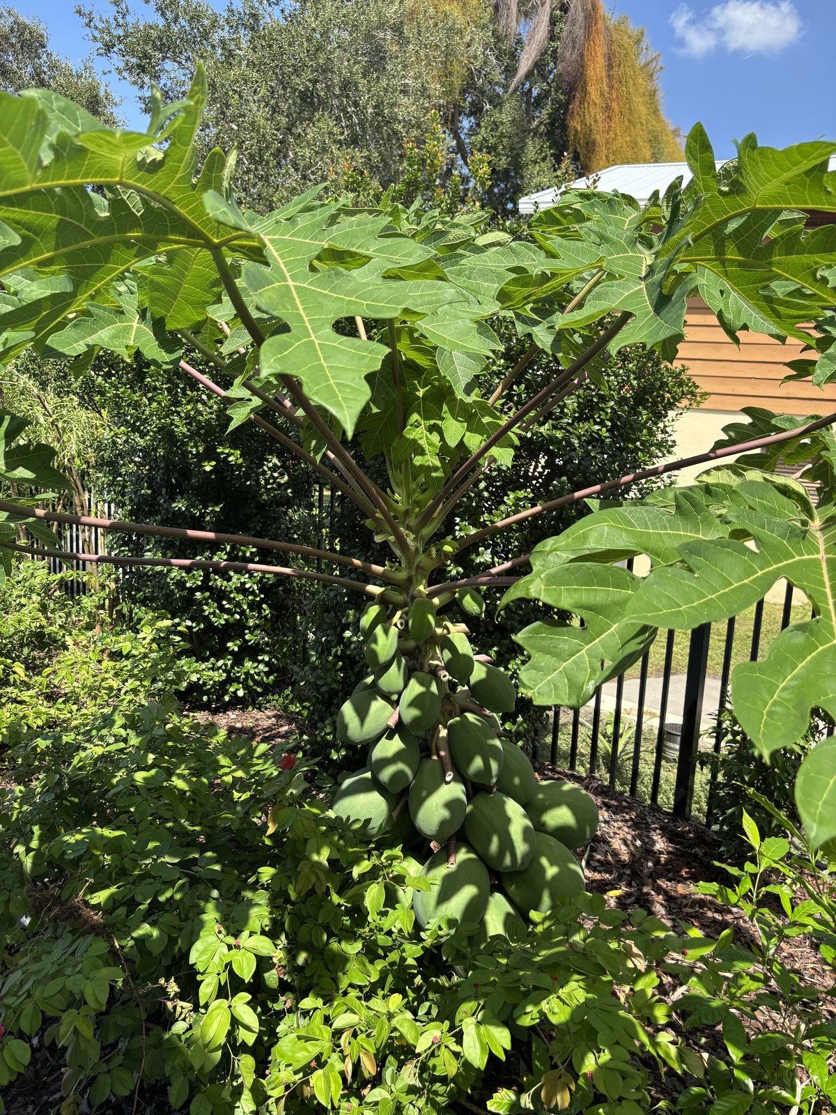 Papaya additional photo
