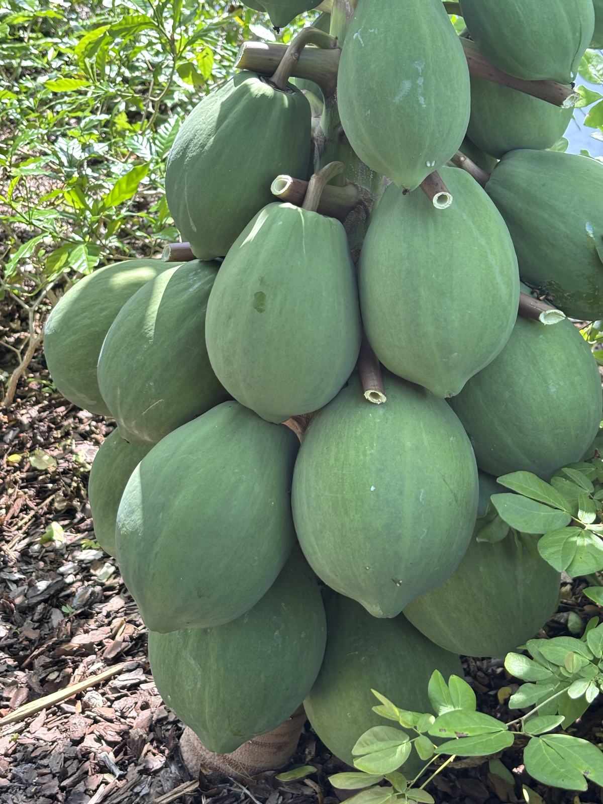 Papaya