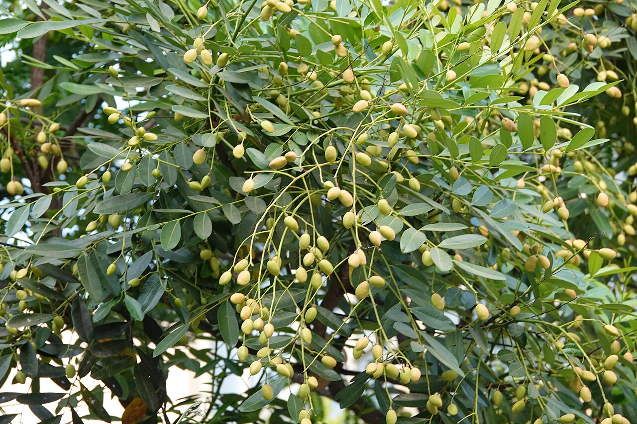 Paradise Tree, Simarouba glauca