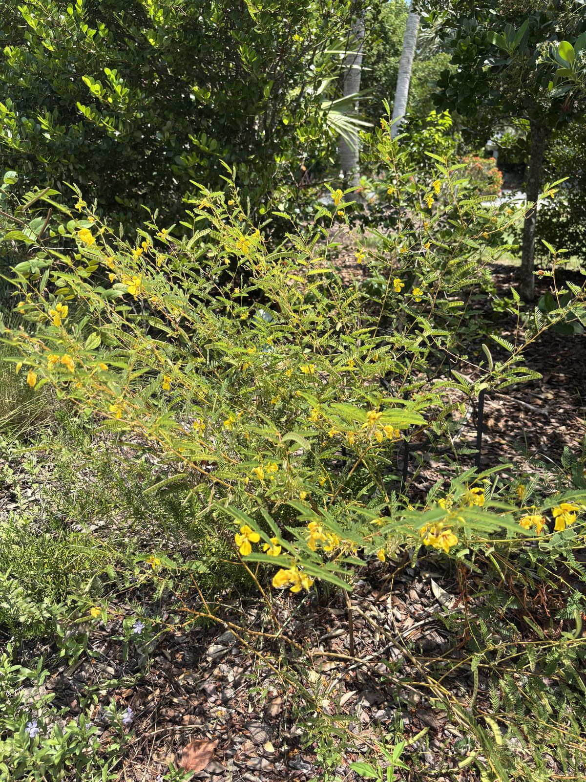 Partridge Pea